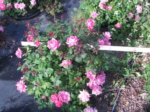 Rosa 'Radtkopink' PP18507 / Knock Out® Pink Double Rosa Knock Out from David's Nursery