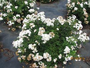 Rosa The Fairy from David's Nursery Rosa The Fairy - Roses