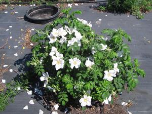 Rosa Rugosa from David's Nursery Rosa Rugosa - Roses