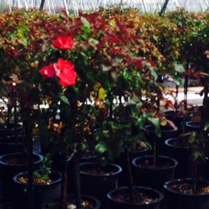 Rosa Tree ko Knock Out Rosa Knock Out from David's Nursery