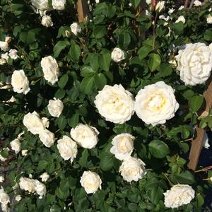 Rosa clg. White Dawn - Rosa (Climbing)