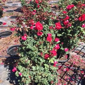 Rosa clg. Winner's Circle from David's Nursery Rosa clg. Winner's Circle - Rosa (Climbing)