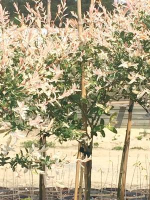 Salix 'Hakuro Nishiki, tree' from David's Nursery Salix 'Hakuro Nishiki, tree' -