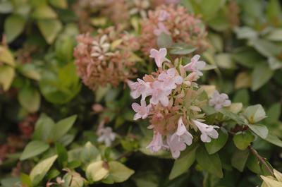 Abelia Canyon Creek from David's Nursery Abelia Canyon Creek - Abelia