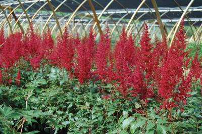 Astilbe Fanal from David's Nursery Astilbe Fanal - Astilbe