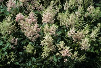 Astilbe Peach Blossom from David's Nursery Astilbe Peach Blossom - Astilbe