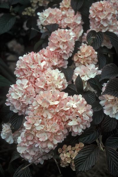 Viburnum opulus Roseum from David's Nursery Viburnum opulus Roseum - Snowball