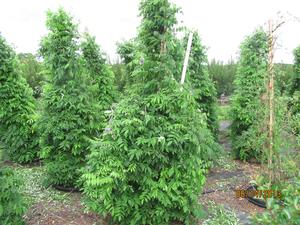 Wistera Amethyst Falls from David's Nursery Wistera Amethyst Falls -