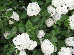 Viburnum X. caricephalum Cayuga from David's Nursery Viburnum X. caricephalum Cayuga - Viburnum