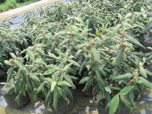 Viburnum rhytidophyllum Cree from David's Nursery Viburnum rhytidophyllum Cree - Leatherleaf