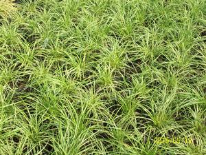 Carex Ice Dance from David's Nursery