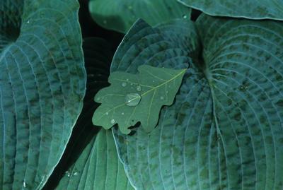 Hosta Blue Angel from David's Nursery Hosta Blue Angel -