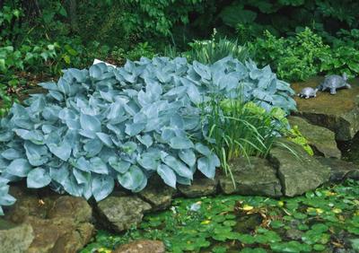 Hosta Halcyon from David's Nursery Hosta Halcyon -