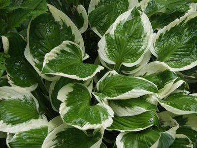 Hosta Minuteman from David's Nursery Hosta Minuteman -