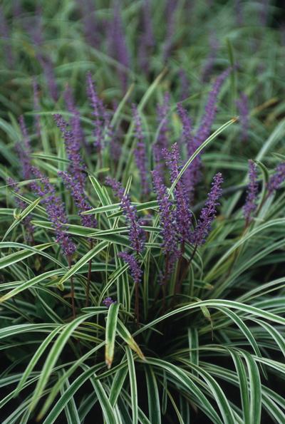 Liriope muscari Variegata from David's Nursery Liriope muscari Variegata -