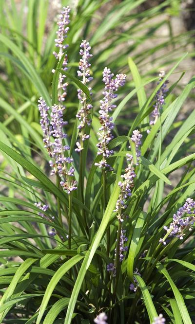 Liriope muscari Big Blue - 