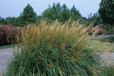 Miscanthus Adagio - Compact Maiden Grass