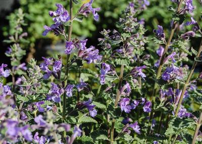 Nepeta Walker's Low from David's Nursery Nepeta Walker's Low - catmint