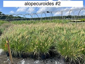 Pennisetum alopecuroides - Fountain Grass