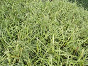 Liriope muscari Silvery Sunproof from David's Nursery Liriope muscari Silvery Sunproof -