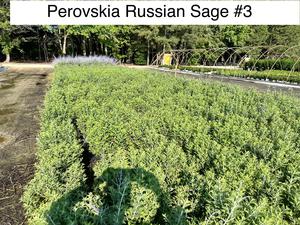 Perovskia Atripticifolia from David's Nursery Perovskia Atripticifolia - Russian Sage