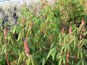 Aesculus Parvifloria from David's Nursery Aesculus Parvifloria - Buckeye