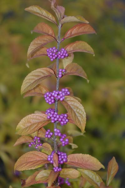 Callicarpa Early Amethyst Beautyberry from David's Nursery