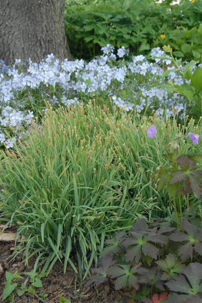 Carex pennsylvanica - 