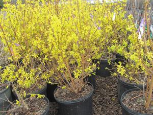 Forsythia Lynwood Gold - 