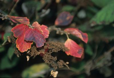 Hamamelis virginiana from David's Nursery Hamamelis virginiana - Witch Hazel