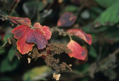 Hamamelis virginiana - Witch Hazel