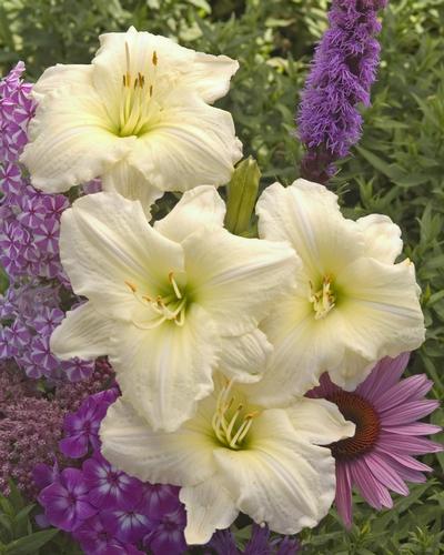 Hemerocallis 'Joan Senior' from David's Nursery Hemerocallis 'Joan Senior' - Daylily-Designer