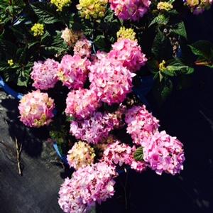Hydrangea macrophylla PP25566 / Endless Summer® from David's Nursery Hydrangea macrophylla PP25566 / Endless Summer® - Hydrangea Macrophylla (Mop Head)