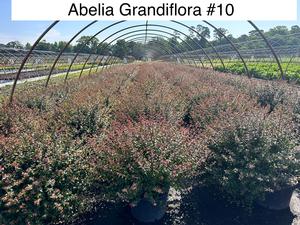 Abelia Grandifloria - Abelia