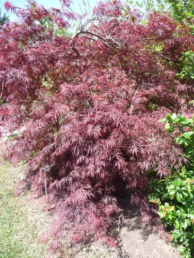 Acer palmatum Tamukeyama - Japanese Cutleaf Maple