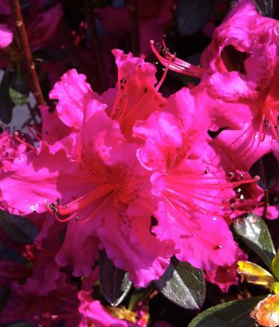 Azalea Girard Fuschia from David's Nursery Azalea Girard Fuschia - Azalea