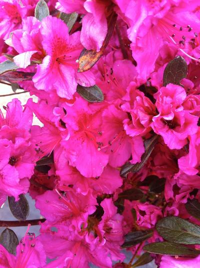 Azalea Hotshot from David's Nursery Azalea Hotshot - Azalea