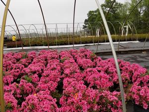 Azalea Renee Michelle from David's Nursery Azalea Renee Michelle - Azalea