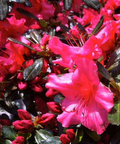 Azalea Girard Rose - Azalea