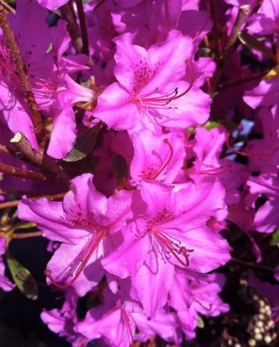 Azalea Karen from David's Nursery Azalea Karen - Azalea