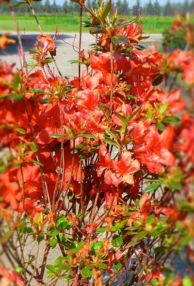 Azalea Stewartstonian from David's Nursery Azalea Stewartstonian - Azalea
