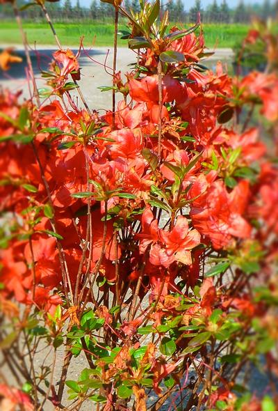 Azalea Stewartstonian - Azalea