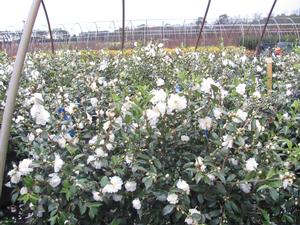Camellia s. Snow Flurry Camellia from David's Nursery