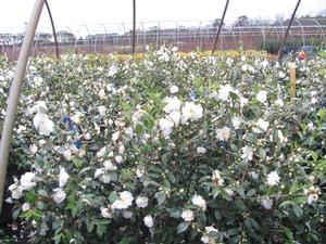 Camellia s. Snow Flurry - Camellia