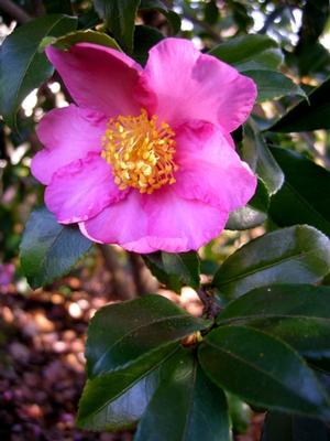 Camellia s. Winter's Star Camellia from David's Nursery