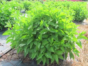 Cornus stolonifera PP18523 / Proven Winners® 'Color Choice® Arctic Fire®' from David's Nursery