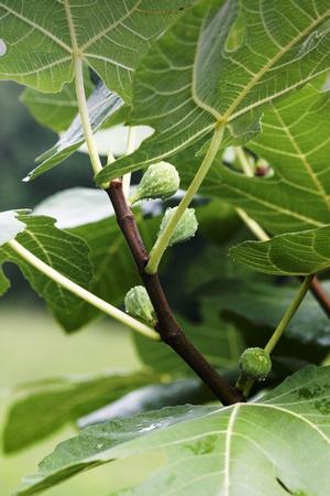 Ficus Celeste from David's Nursery Ficus Celeste - fig