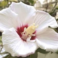 Hibiscus syriacus / First Editions® Fiji™ from David's Nursery Hibiscus syriacus / First Editions® Fiji™ - Hibiscus Rose of Sharon