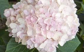 Hydrangea macrophylla / Proven Winners® Color Choice® Cityline® Mars from David's Nursery Hydrangea macrophylla / Proven Winners® Color Choice® Cityline® Mars - Hydrangea Macrophylla (Mop Head)