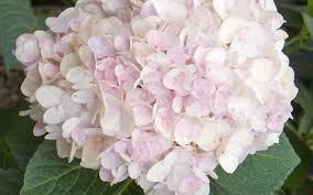 Hydrangea macrophylla / Proven Winners® Color Choice® Cityline® Mars - Hydrangea Macrophylla (Mop Head)